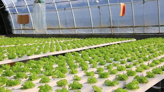 水培蔬菜  温室大棚  现代化农业