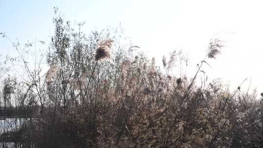 芦苇 湿地 大片芦苇 芦苇地 芦苇田 植物