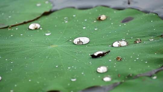 水珠洒落在池塘里的荷叶上