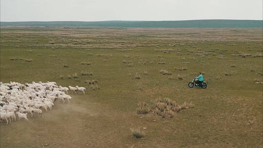 内蒙古草原牧民绵羊群