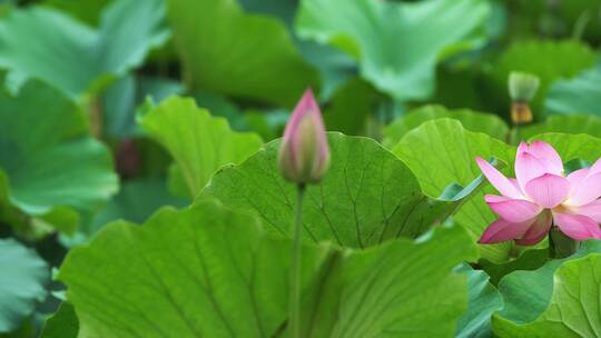 荷花自然涟漪露水池塘开花莲蓬公园花瓣雨诗