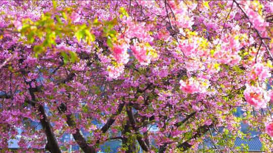 河边的樱花树视频素材模板下载