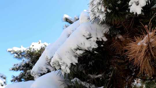 雪后青松