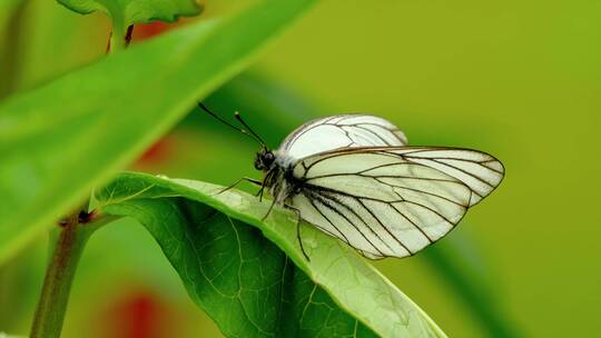 草叶子上的白色蝴蝶昆虫