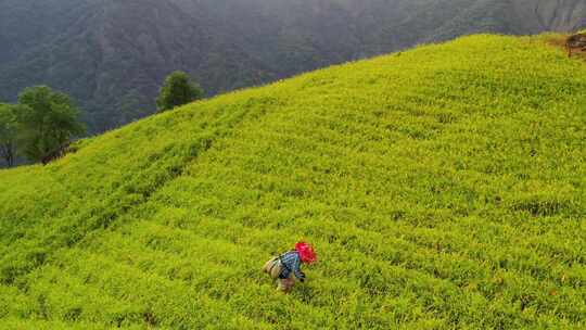 摘茶茶山茶艺茶园采茶采摘黄花菜