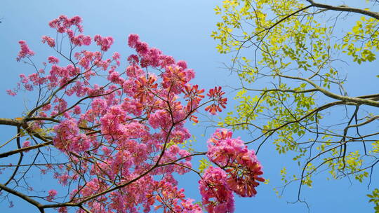 春天春暖花开仰视紫花风铃木满树红花