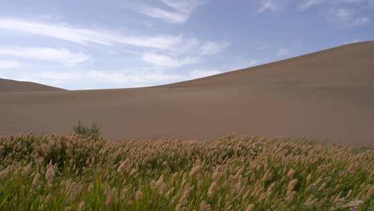 沙漠麦浪