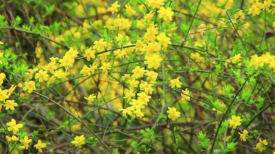 春天的嫩枝 迎春花 小黄花 日落 春风