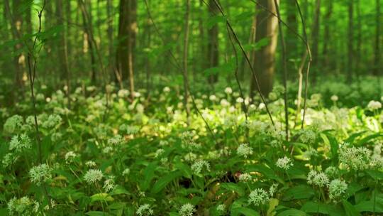 林地上开满野花