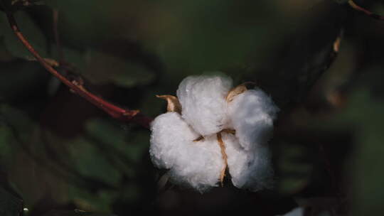 棉花花苞特写新疆棉花