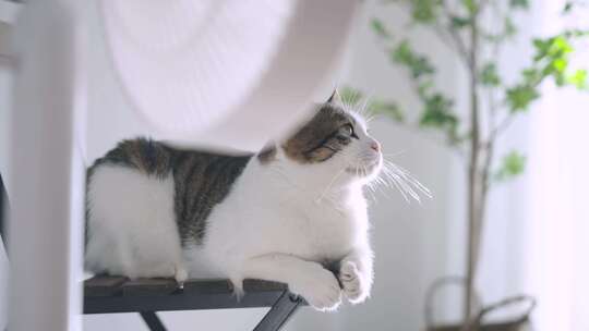 可爱小猫在房间的木质椅子上视频素材模板下载