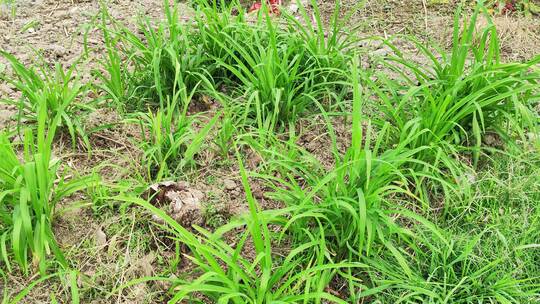 农村房屋花草树木绿色植物菜园