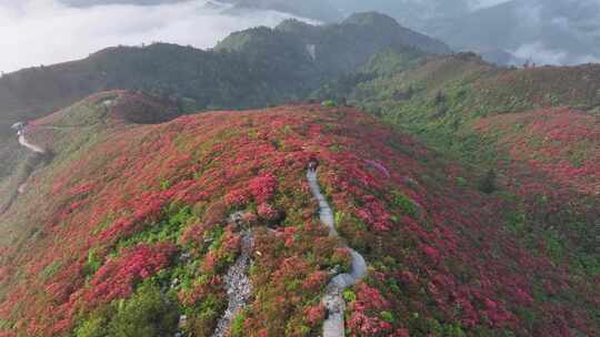 黔东南丹寨龙泉山杜娟花航拍