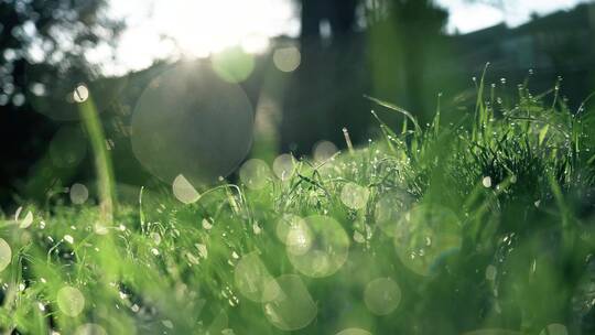绿色草地清新治愈大自然水滴滴水雨雨滴视频素材模板下载