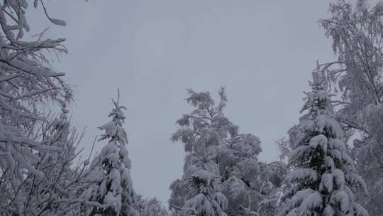 被雪覆盖的树