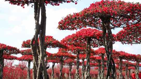 海棠花 木棉花 红花