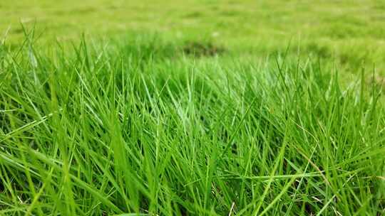 绿色的草地
