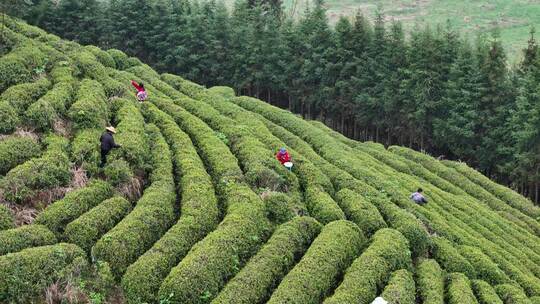 茶园采茶，春茶