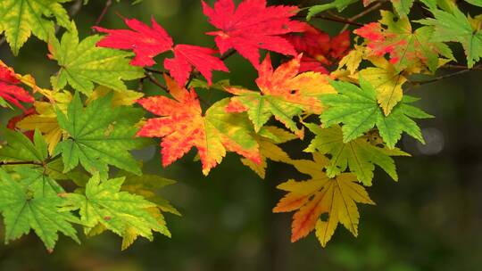 森林湖泊秋季枫叶自然风景演示黄叶视频素材模板下载