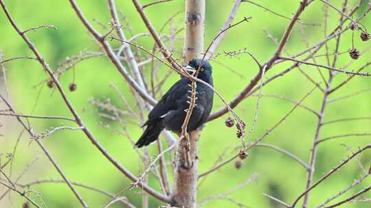 春天树枝上野生鸟八哥在欢快的鸣叫