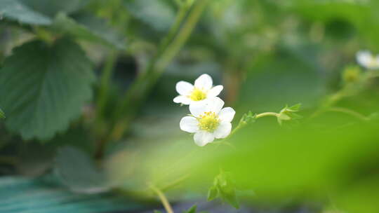 农民田间劳动种植蔬菜蔬菜大棚里的蔬菜草莓