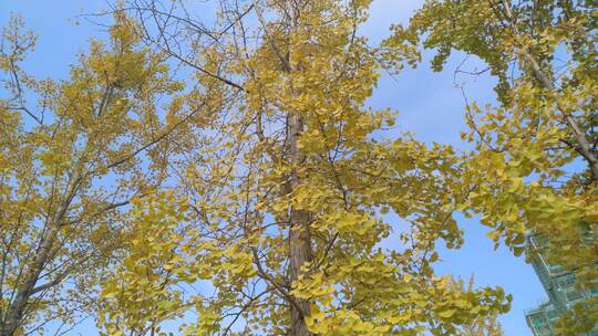 金黄色秋天美丽银杏树