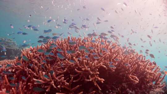 海底的珊瑚，热带鱼群视频素材模板下载