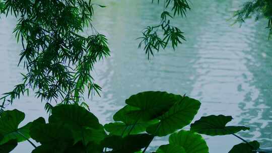 湖泊植物风景视频素材模板下载