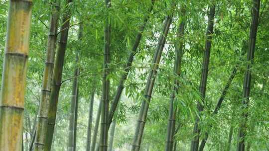 下雨天茂密的竹林枝叶繁茂生机勃勃的景象