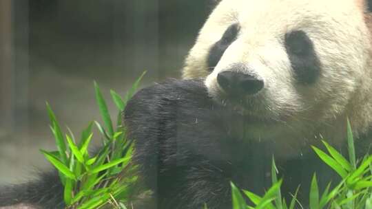 熊猫可爱生活吃竹子
