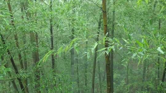 竹林竹叶禅意下雨天唯美空镜