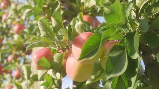 苹果园苹果树上的苹果