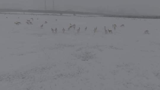 冬天雪地里来了野生黄羊