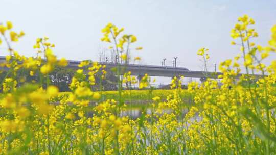 杭州临平春天油菜花花田高铁驶过慢镜头