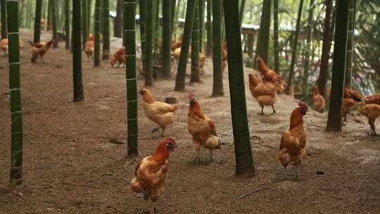 林下鸡养殖基地竹林产业