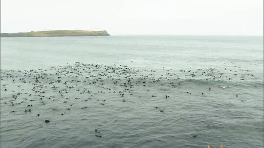 普里比洛夫群岛的海豹