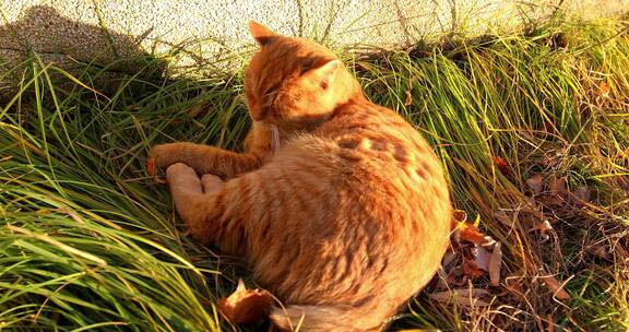阳光下沐浴睡眠的橘黄色猫