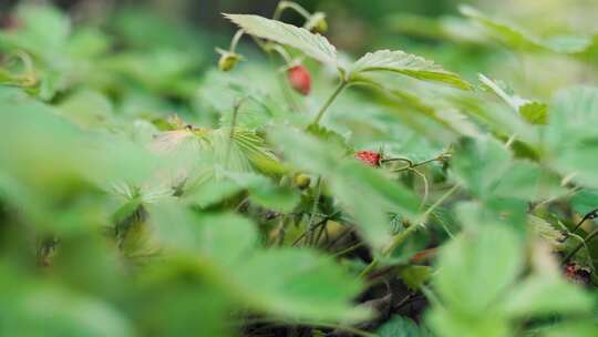 草莓 草莓种植