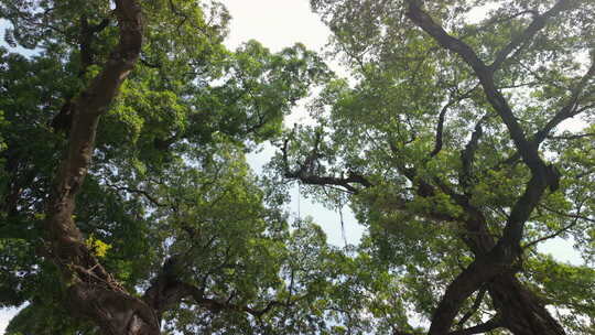 仰视树林茂密树冠 参天大树 古树保护