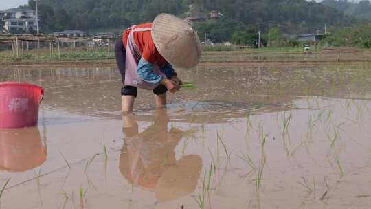 农民在水田中弯腰插秧的劳作画面