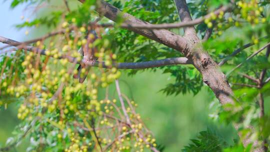 停留在苦楝树上的珠颈斑鸠野生动物飞鸟