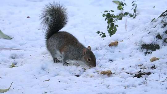 特写雪天在树林中觅食的松鼠