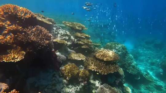 海底珊瑚与游鱼景观