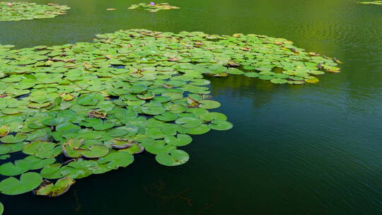 湿地公园风景莲花睡莲池塘湖景风光视频素材模板下载
