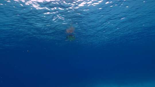 海龟，海洋，海洋生物，水下