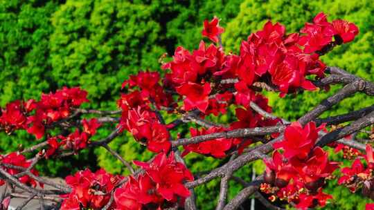 木棉花盛开特写