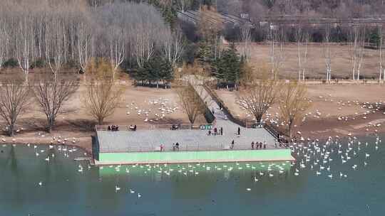 山西平陆大天鹅景区