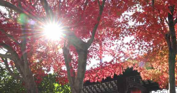 秋天江南古风建筑旁色彩鲜艳的枫叶红叶