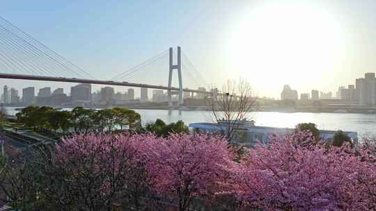 2024南浦大桥樱花 上海春天 春分上海视频素材模板下载