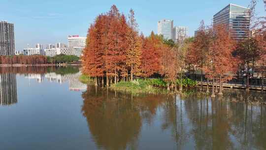 中国广东省广州市黄埔区知识城凤凰湖水杉